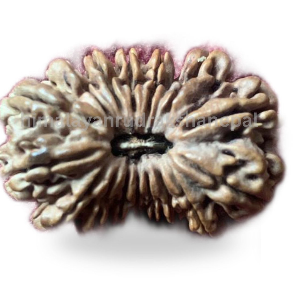 Rudraksha 16 Mukhi