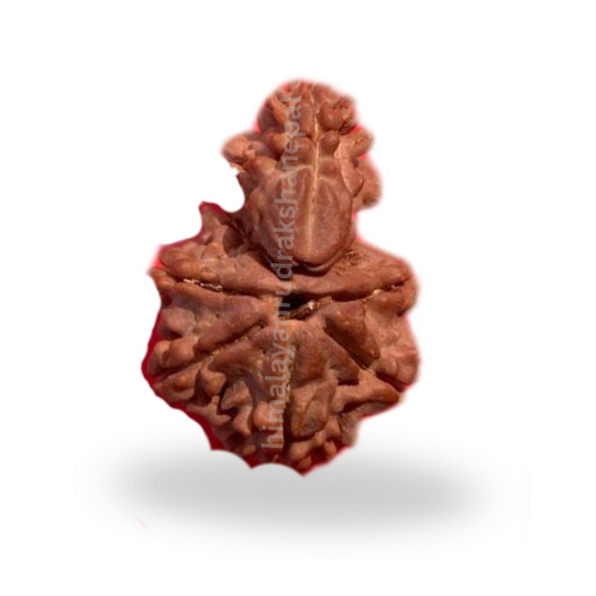 1 Mukhi
