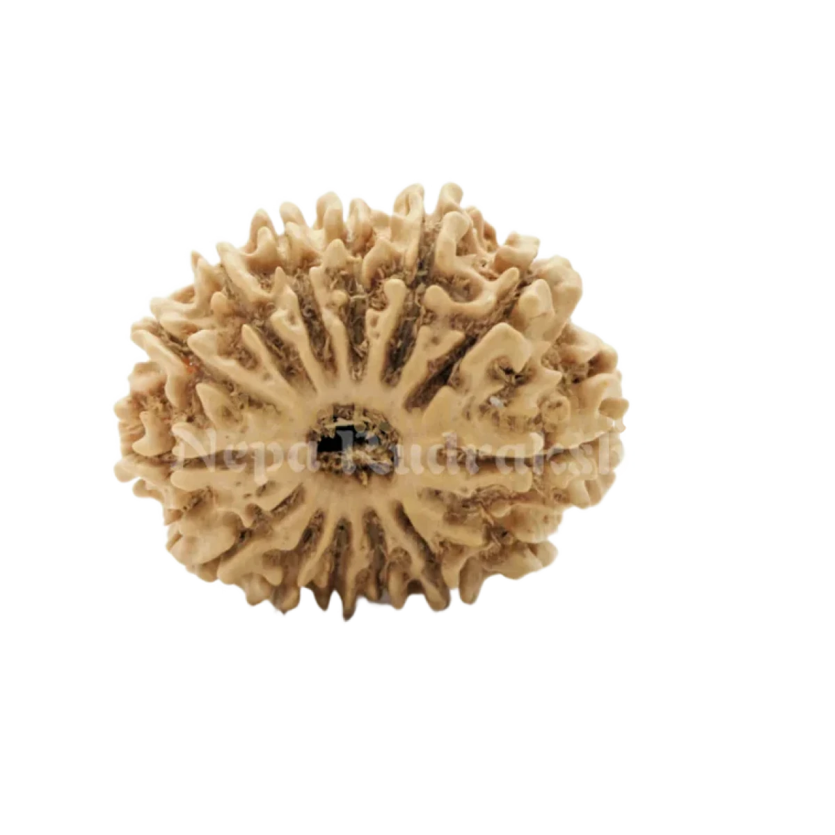 Et doloribus fuga D 1