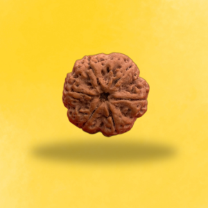 6 mukhi Rudraksha thumb 1
