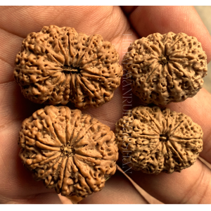 11-12 mukhi thumb 0